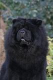 CHOW CHOW 806